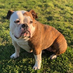 Meet your Posher, Mason